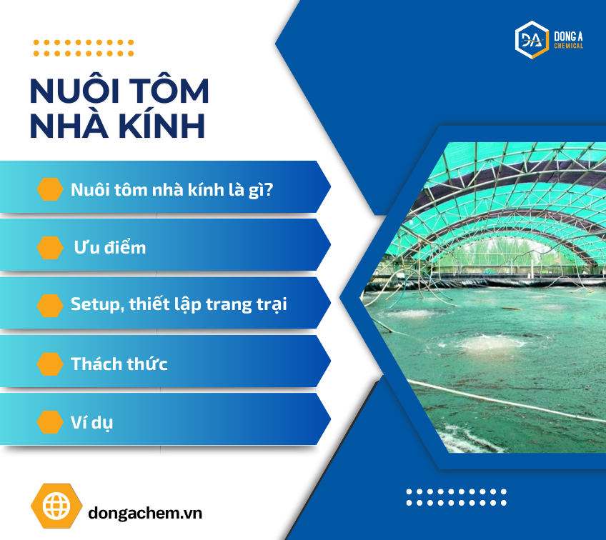  Nuôi tôm nhà kính là gì? Cách thiết lập mô hình nuôi tôm nhà kính